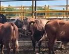 Reportan robo de toros en Huichapan, Hidalgo.