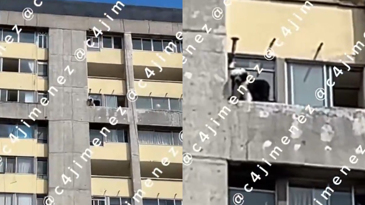 Perrito pierde la vida en Tlatelolco tras caer del piso 11 de un edificio.