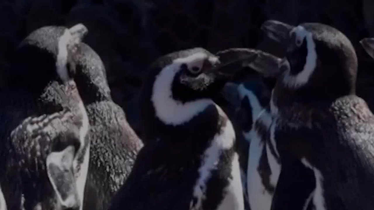 Pingüinos de Magallanes llegan a Río Negro tras cierre de acuario en Mar del Plata