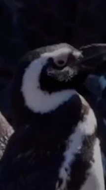 Pingüinos de Magallanes llegan a Río Negro tras cierre de acuario en Mar del Plata