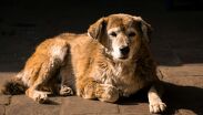 El perro es alimentado por varios vecinos del fraccionamiento, pero nadie se hace cargo de él / CANVA