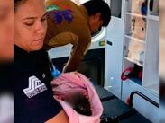 El recién nacido permanece bajo vigilancia médica.| Especial