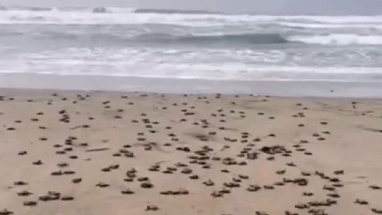 Cientos de tortugas eclosionan pese al paso del huracán Polo