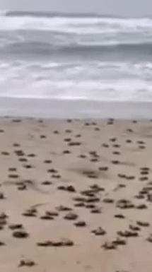 Cientos de tortugas eclosionan pese al paso del huracán Polo