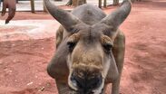 Conoce la historia de Akala, el canguro que impacta por su fuerza en el Zoológico de Guadalajara.