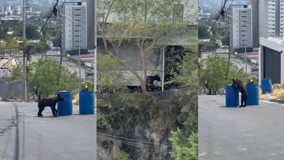 El oso ha causado diversos destrozos en la propiedad