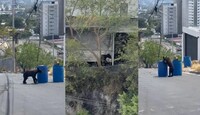 El oso ha causado diversos destrozos en la propiedad