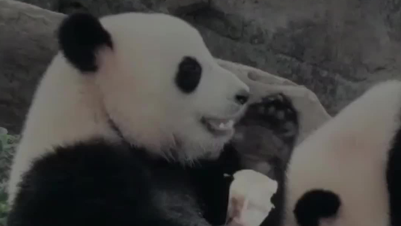 La familia panda de Hong Kong celebra el Festival del Medio Otoño con una cena muy especial