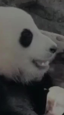 La familia panda de Hong Kong celebra el Festival del Medio Otoño con una cena muy especial