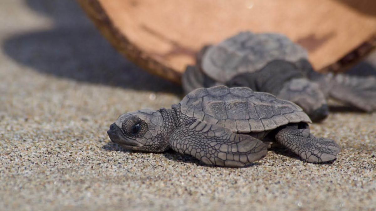 Nacen cientos de tortugas marinas en Michoacán desafiando el huracán Polo.