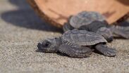 Nacen cientos de tortugas marinas en Michoacán desafiando el huracán Polo.