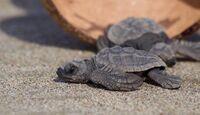 Nacen cientos de tortugas marinas en Michoacán desafiando el huracán Polo.