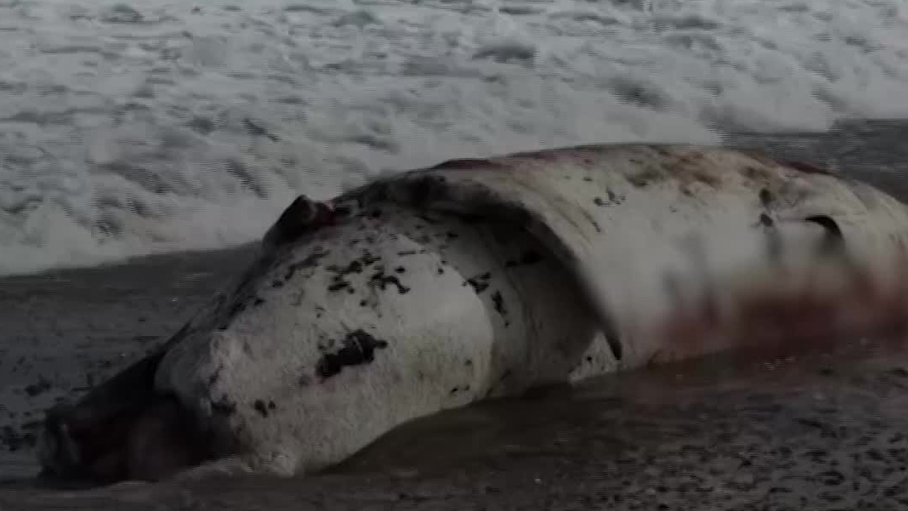La Patagonia amanece de luto, decenas de ballenas se encuentran muertas