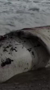 La Patagonia amanece de luto, decenas de ballenas se encuentran muertas