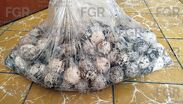 El sujeto habría recolectado 125 huevos de tortuga marina golfina