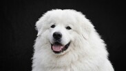El caso se encuentra relacionado con la muerte de Rocky, un perro que presuntamente fue víctima de maltrato.