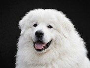 El caso se encuentra relacionado con la muerte de Rocky, un perro que presuntamente fue víctima de maltrato.