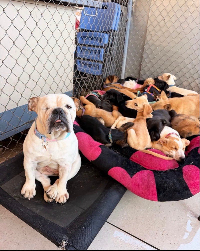 Muchos perritos compartiendo una cama en el refugio Buenos Chicos de Zapopan | Buenos Chicos