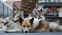 ¡Ten cuidado! Diputada de la CdMx plantea hasta 36 horas de arresto para quienes paseen a su perro sin correa
