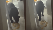 Captan oso en San Pedro comiendo tamales