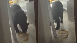 Captan oso en San Pedro comiendo tamales