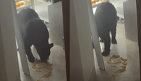Captan oso en San Pedro comiendo tamales