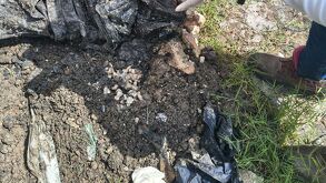 Hallazgo durante búsqueda: colectivo localiza cuerpo de un hombre en Lomas del Mirador