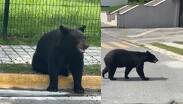 Los avistamientos de osos se han vuelto cada vez más común.