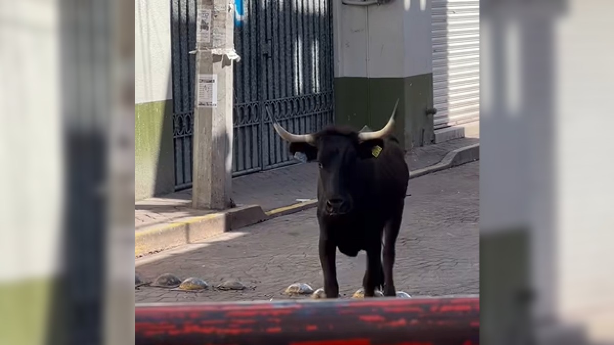El percance tuvo lugar en pleno desarrollo de los tradicionales encierros de la festividad.