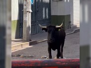 El percance tuvo lugar en pleno desarrollo de los tradicionales encierros de la festividad.