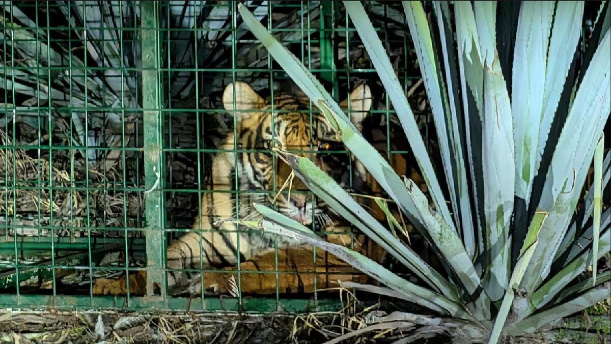 El felino fue puesto bajo resguardo y su estado de salud será evaluado por especialistas. | Gobierno municipal de La Barca
