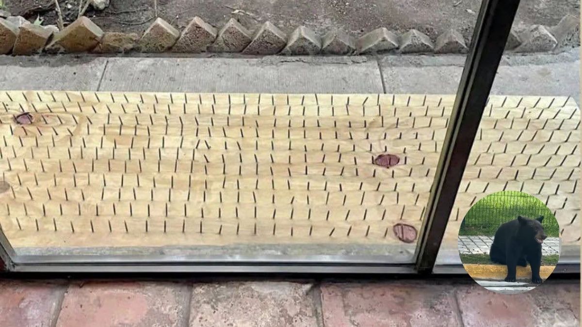 Habitante de Olinalá defendió la intención de las tablas con clavos para mantener alejados a los osos.