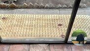 Habitante de Olinalá defendió la intención de las tablas con clavos para mantener alejados a los osos.