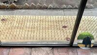 Habitante de Olinalá defendió la intención de las tablas con clavos para mantener alejados a los osos.