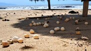 El oleaje ocasionado por el huracán Polo dejó al descubierto huevos de tortuga que no lograron eclosionar.