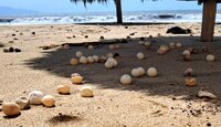 El oleaje ocasionado por el huracán Polo dejó al descubierto huevos de tortuga que no lograron eclosionar.