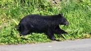 Al menos cinco personas han muerto desde abril debido a ataques de osos en Japón | Reuters