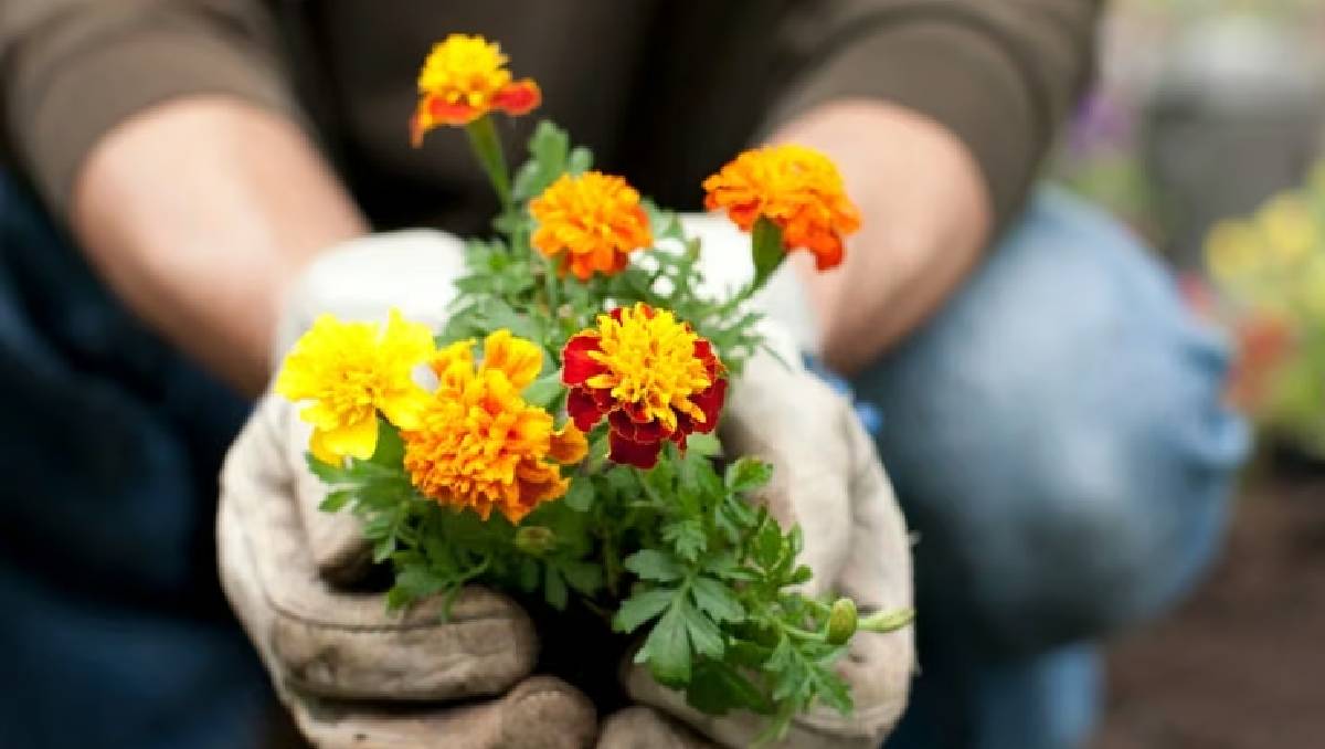 La flor de cempasúchil cuenta con varios procesos para su crecimiento