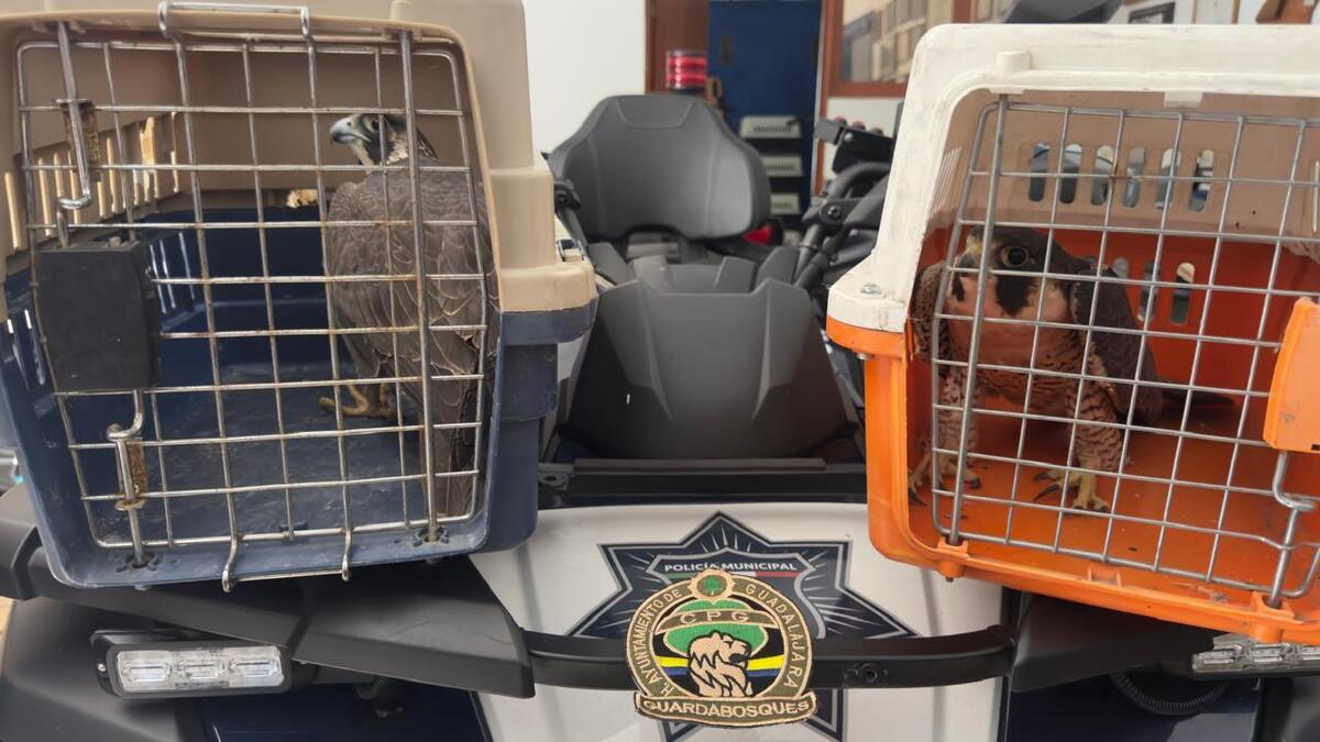 Los animales serán evaluados por especialistas. | Policía de Guadalajara