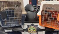 Los animales serán evaluados por especialistas. | Policía de Guadalajara