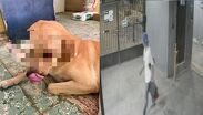 Ninguna patrulla ha acudido al lugar a tomar conocimiento de los hechos.