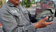 La Profepa será la encargada de determinar la canalización del ejemplar a una institución académica para su estudio / Cortesía
