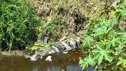 Un cuerpo sin vida fue localizado en canal de aguas negras en límites de Ecatepec y Acolman.