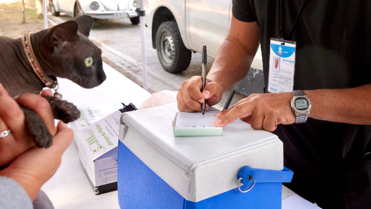 El virus de la rabia afecta de forma directa el sistema nervioso central y se transmite mediante la saliva