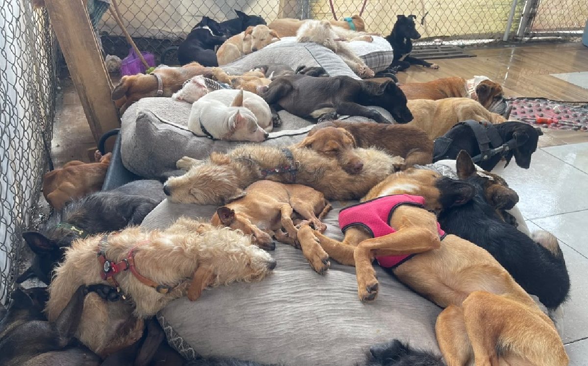 Una gran cama repleta de perritos en el Refugio Buenos Chicos de Zapopan.