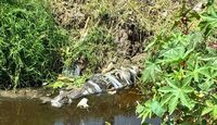 Un cuerpo sin vida fue localizado en canal de aguas negras en límites de Ecatepec y Acolman.