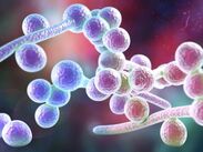 Investigan un brote de Klebsiella pneumoniae y Candida albicans en Guadalajara.
