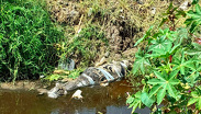 Madres buscadoras hallan cuerpo en canal de aguas negras en Ecatepec