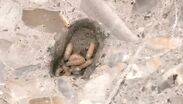 Vecinos de un edificio en la Cuauhtémoc, deuncian gusanos y chinches tras descomposición del cuerpo de un hombre.