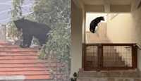 Captan oso en vivienda de San Pedro Garza García